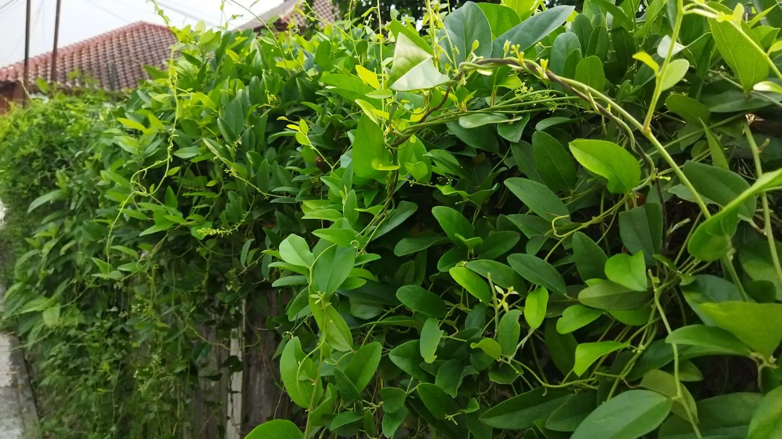 Daun cincau hijau rambat jelly segar